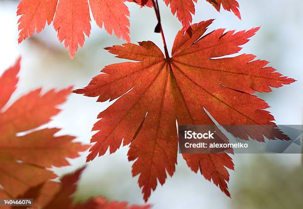 Autumn Maple Leaves Stock Photo - Download Image Now - Autumn, Beauty In Nature, Branch - Plant Part