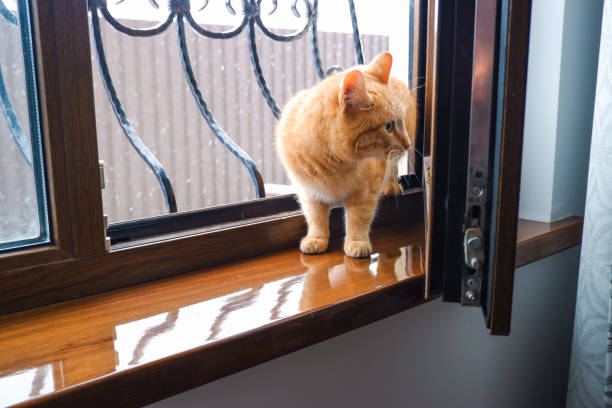 istock A red yard cat enters the house through an open window. 1404660812