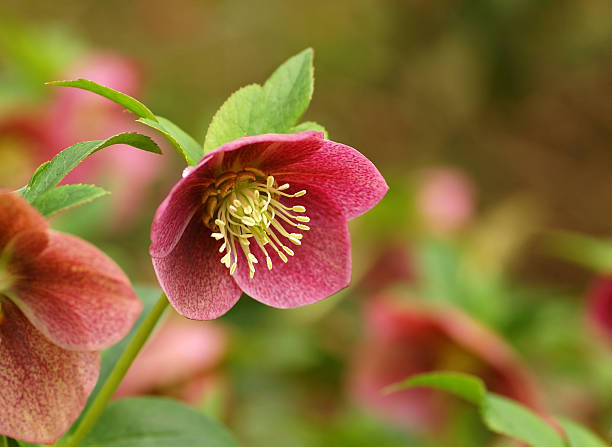 헬레보레 - hellebore christmasrose stamen plant 뉴스 사진 이미지