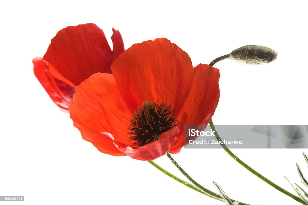 poppies - Foto de stock de Amapola - Planta libre de derechos