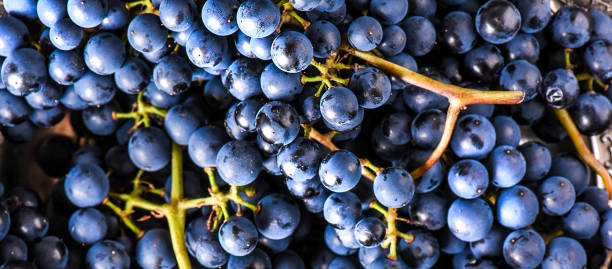 istock Organic blue grapes background, concept wine, 1404662030
