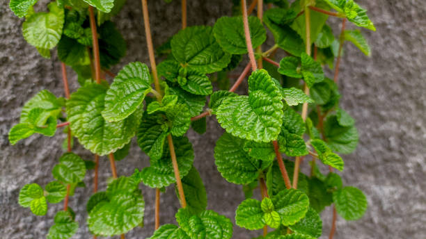 Pilea Nummulariifolia plant on the wall Pilea Nummulariifolia plant on the wall.  Pilea nummulariifolia is native to the Caribbean including Florida and northern South America. pilea nummulariifolia stock pictures, royalty-free photos & images