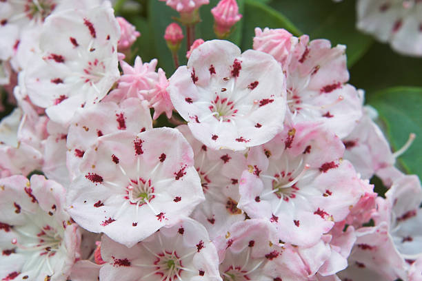 Mountain Laurel stock photo