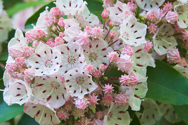 Close-up of pink mountain laurel flowers stock photo