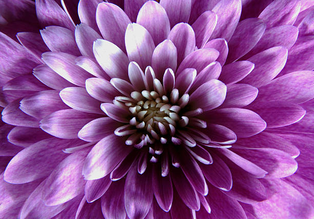 purple flower - chrysanthemum macro close up single object stock-fotos und bilder