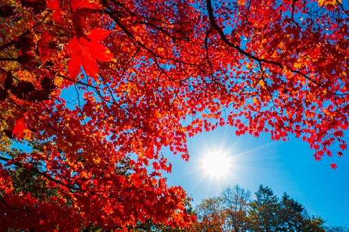 Fall Color Foliage Hits The Northeast U.S.