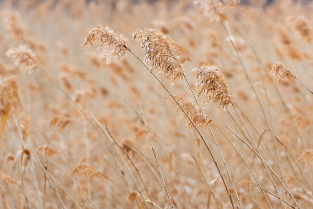 istock Golden reeds in the sunset 1404665116