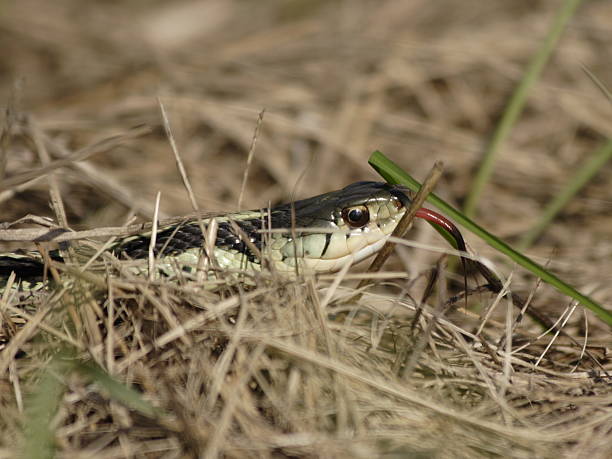 istock garter snake in dried grass 140466557