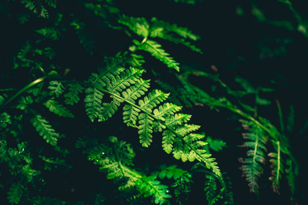 felce nella foresta, trama fogliare. sfondo naturale astratto - fractal fern foto e immagini stock