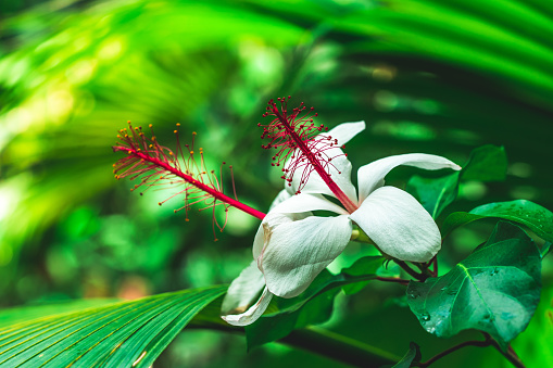 Hibiscus white flower