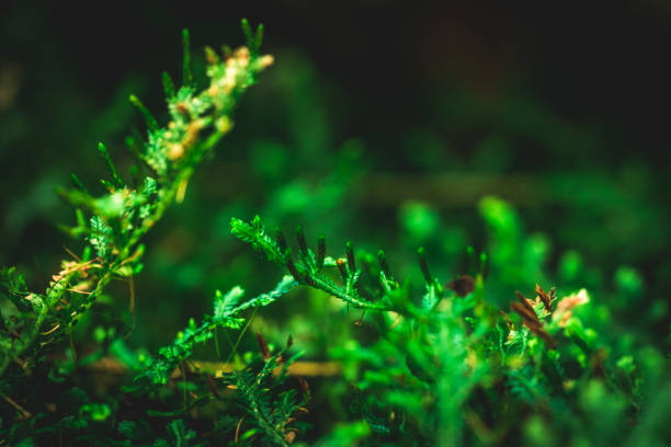 istock Fern in the forest, leaf texture. Abstract natural background 1404665749