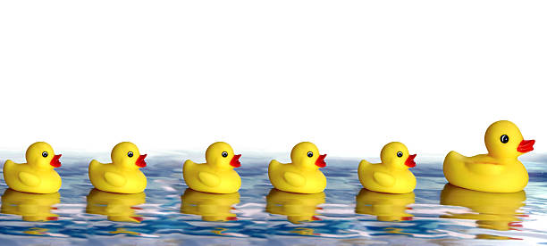 Multiple rubber ducks on water stock photo