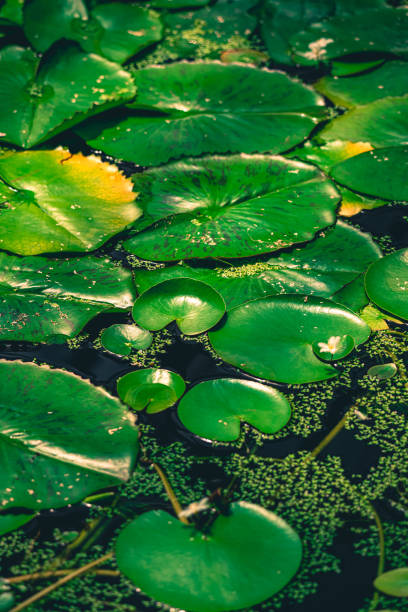 Closeup of Large Lily Pads on a Dark Background