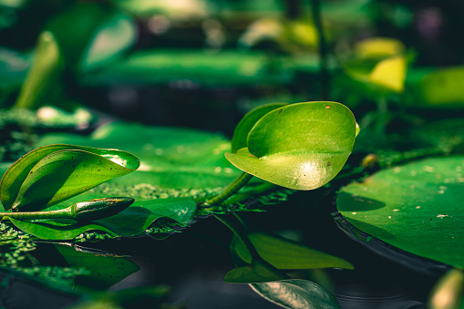 Closeup of Large Lily Pads on a Dark Background