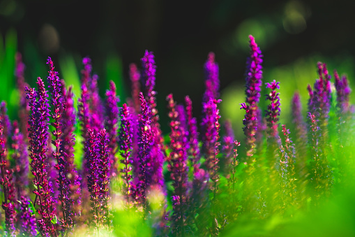 The flowers of Salvia japonica