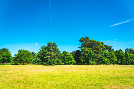 Summer Landscape in park