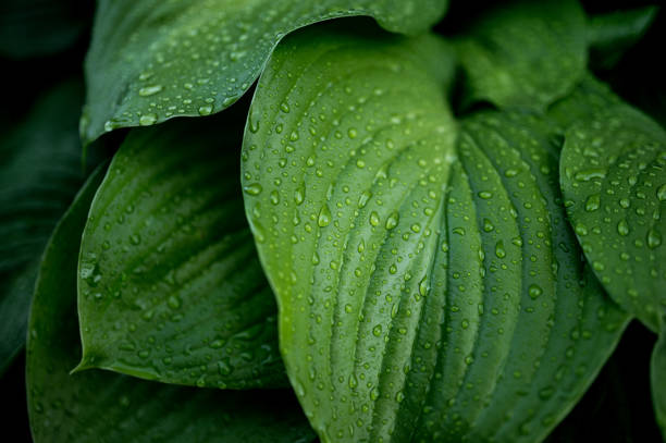 istock fresh green plant nature background 1404666405