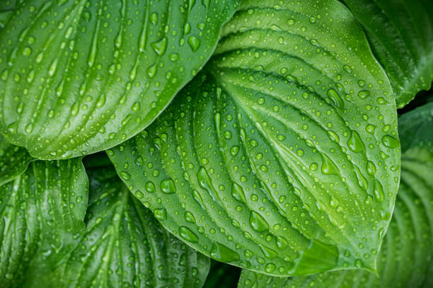 istock Rain drops on green leaf Foliage Nature Background 1404666417