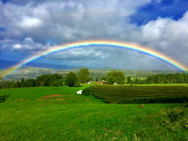 istock Gorreana Tea Plantation and Rainbow 1404666515