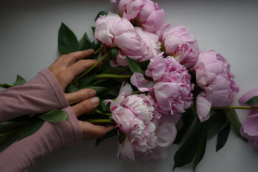 Lots of huge pink peonies lying on the table, hands holding flowers