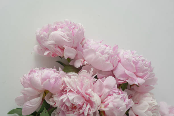 istock close-up of pink peonies  on light background 1404667106