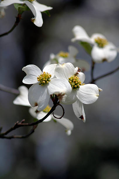 Spring Dogwood White Flowering Dogwood, (Cornus Florida) photographed near Suffolk, Virginia. dogwood trees stock pictures, royalty-free photos & images