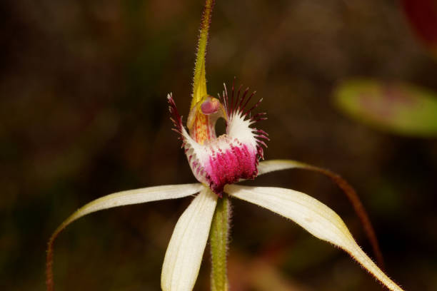 istock Spider orchid flower (Caladenia ssp.), Western Australia 1404668031