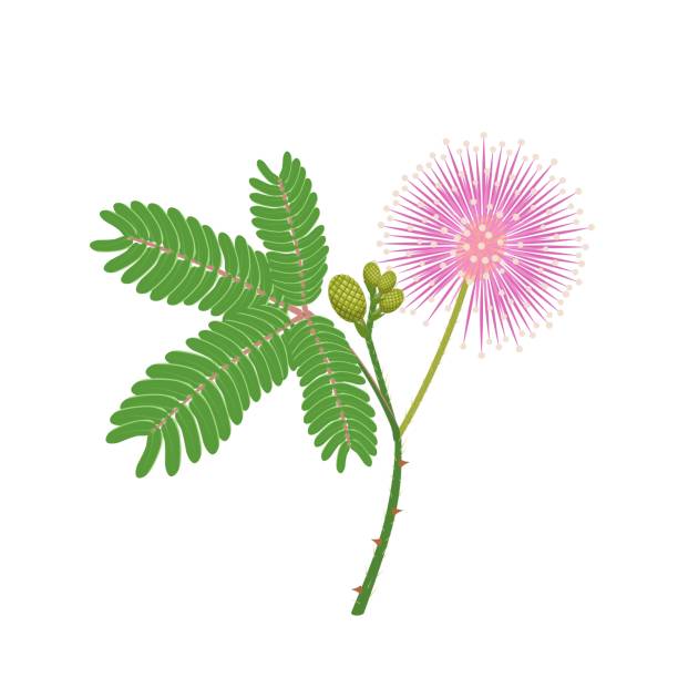 민감한 식물 또는 mimosa pudica의 벡터 일러스트레이션, 흰색 배경에 고립. - sensitive plant stock illustrations