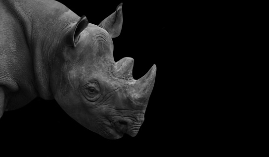 Rhinoceros Face With Two Horn On Black Background