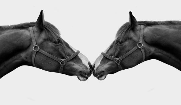 白い背景にキスする2つのカップルの馬 - young animal beautiful horse mammal ストックフォトと画像