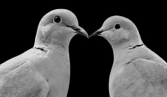 Dove Couple Birds Kiss On Black Background