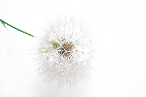 Dandelion on a white background. Bright, white background and thin rays of Tragopogon seeds. Goatbeard on a white background. The flower is barely distinguishable on a white background.