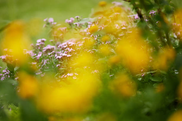 pink Saponaria ocymoides in sunny spring day, nature background