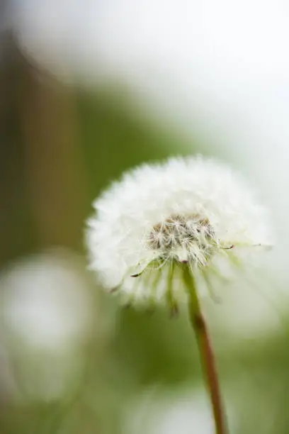Dandelion with seeds in beautiful nature background. close-up