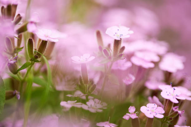 pink Saponaria ocymoides in sunny spring day, nature background