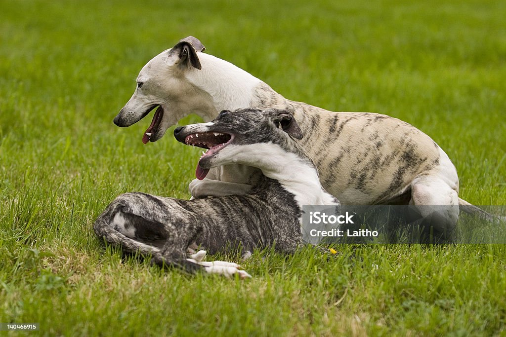 Perros jugando - Foto de stock de Actividad libre de derechos