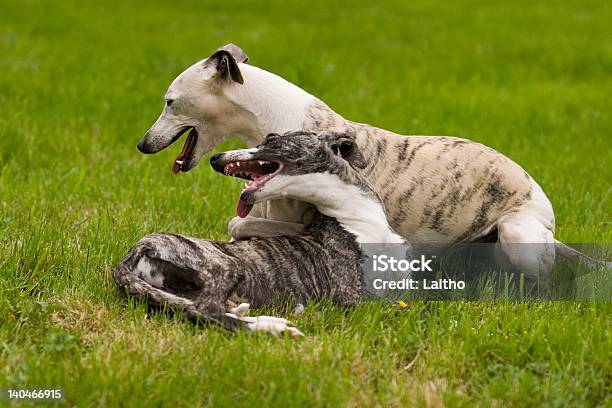 Perros Jugando Foto de stock y más banco de imágenes de Actividad - Actividad, Agilidad, Aire libre