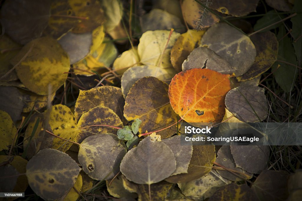 Loner - Photo de Automne libre de droits