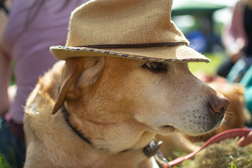 A dog with a hat at a festival