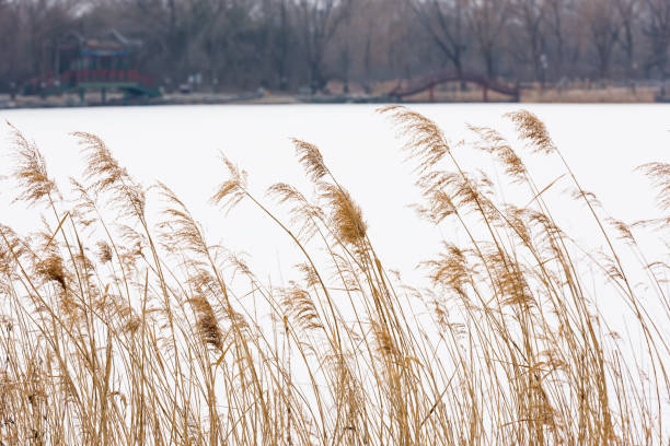 reeds in the park