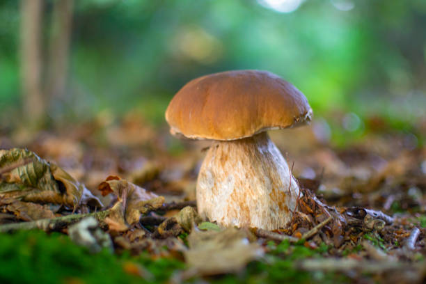 champignon dodu dans la forêt d’automne - chercher de la nourriture photos et images de collection