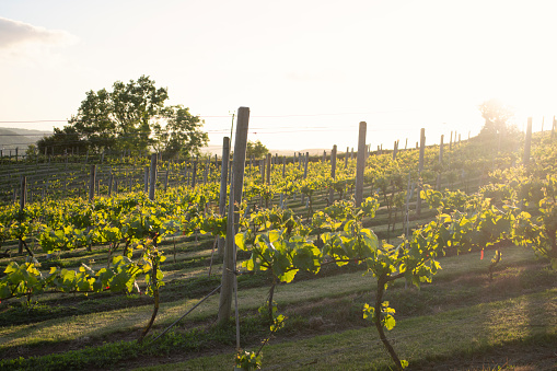 English vineyard in a setting sun