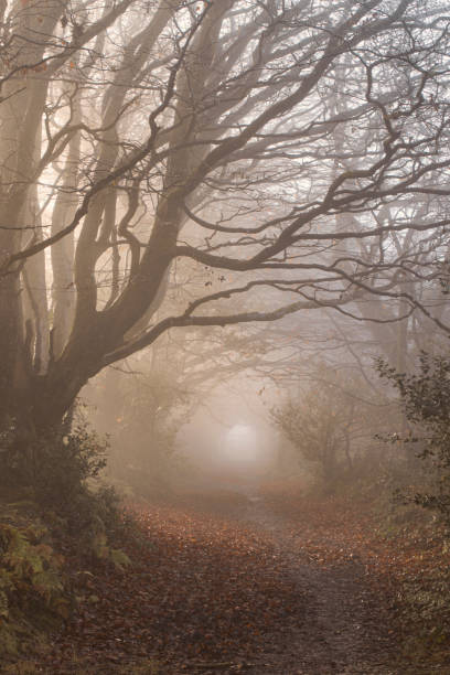 istock Mysterious woods in fog 1404671785