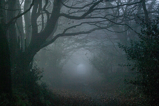 Dark winter woods on a cold night, Devon UK