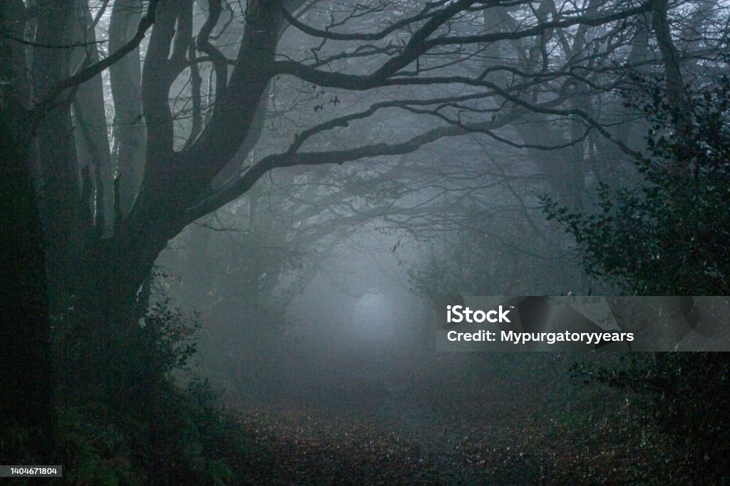 Winter woods Dark winter woods on a cold night, Devon UK Spooky Stock Photo
