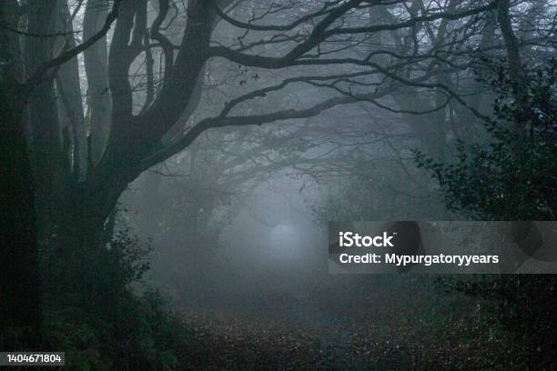 Winter Woods Stock Photo - Download Image Now - Spooky, Horror, Woodland