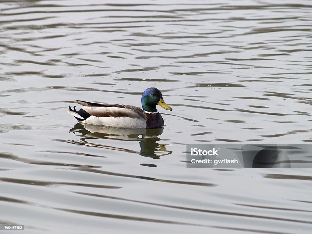 Mallard Duck Swimming A lone mallard duck swims in a calm pond. Animal Stock Photo