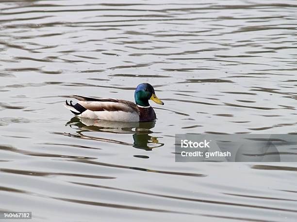 Mallard Duck Swimming Stock Photo - Download Image Now - Animal, Animal Body Part, Animal Head