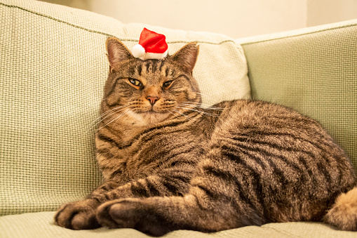 A resting large cat with a santa hat