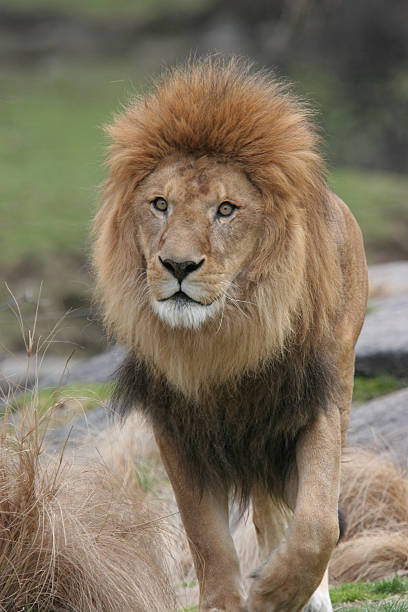 istock African Male Lion 140467201